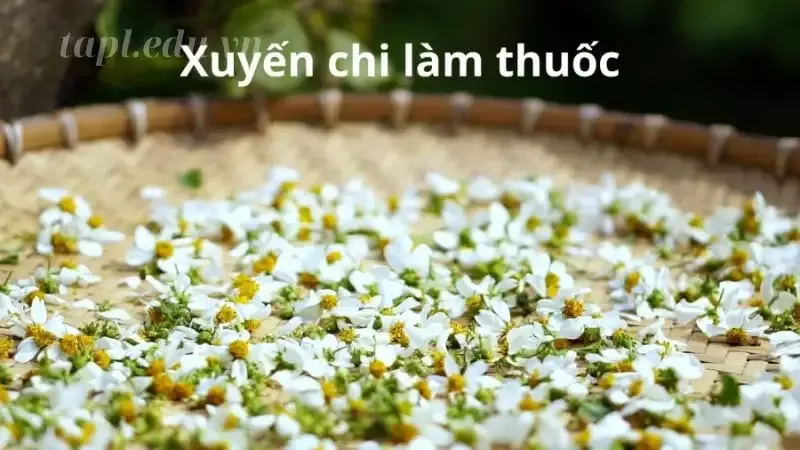  hoa xuyến chi 5