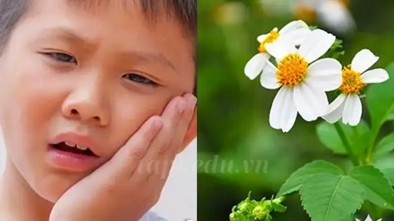  hoa xuyến chi 9