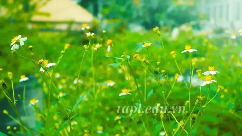  hoa xuyến chi 10