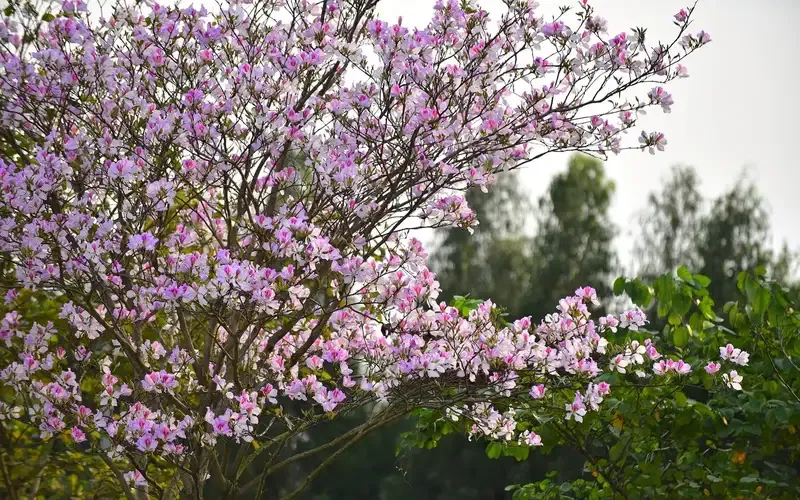 Hoa Ban 12
