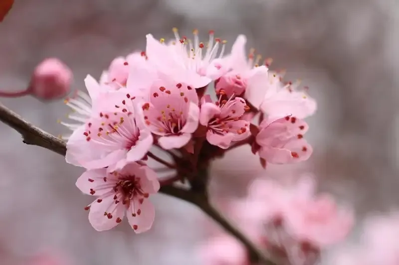 hoa đào 16