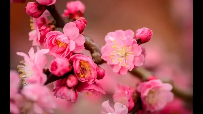 hoa đào 18