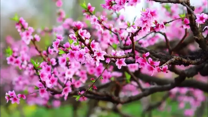 hoa đào 19