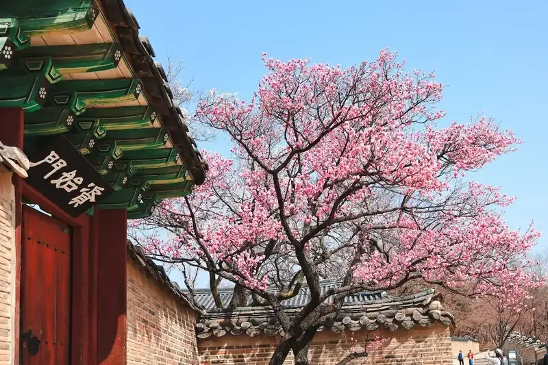 hoa đào 24
