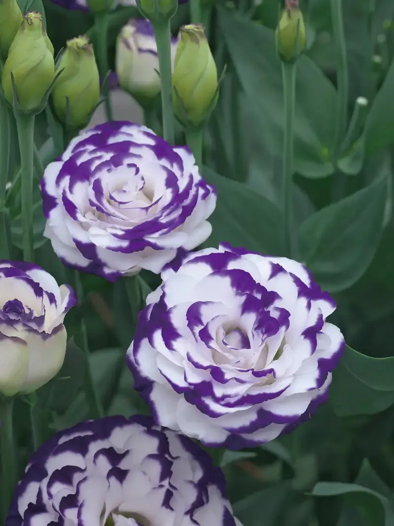 hoa Cát Tường 11