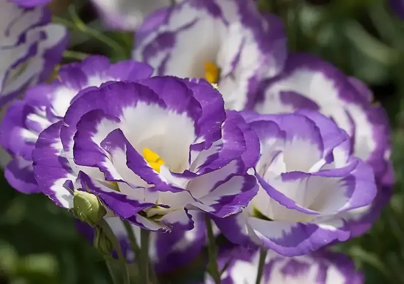 hoa Cát Tường 16