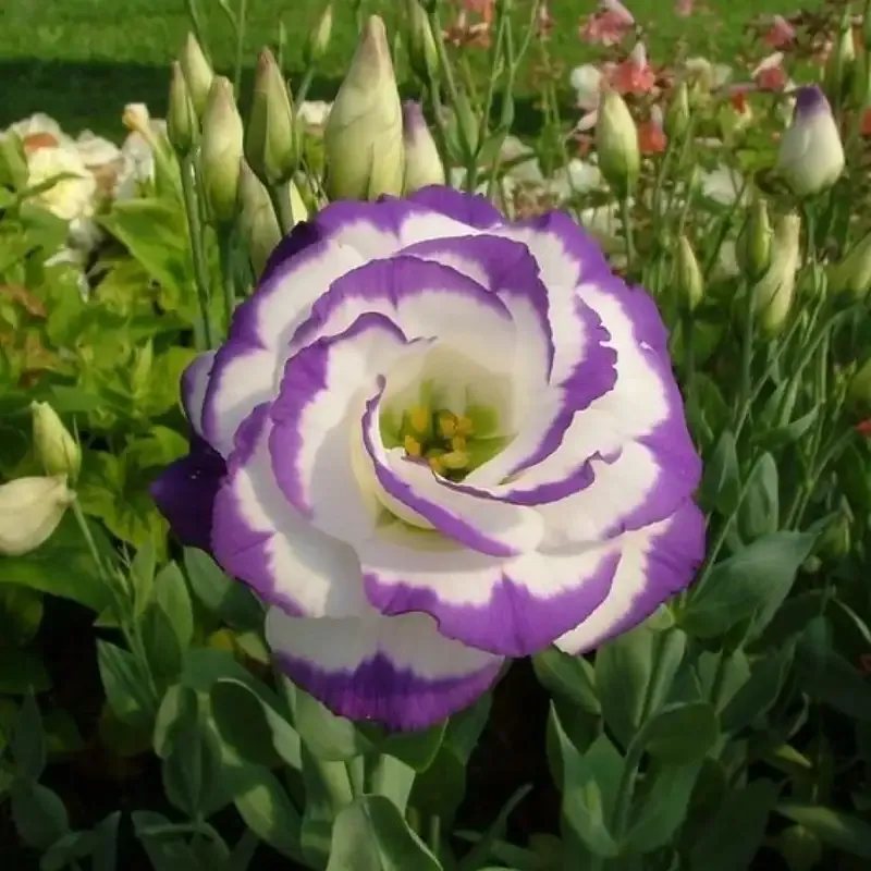 hoa Cát Tường 17