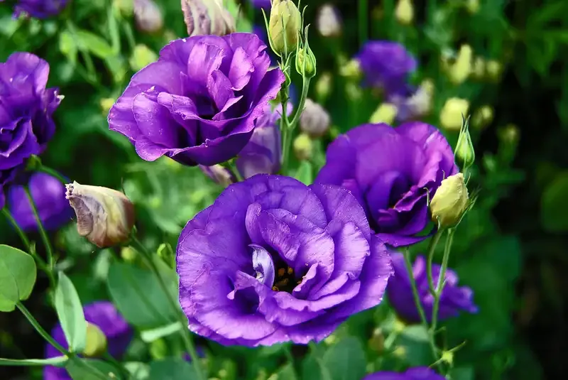 hoa Cát Tường 18