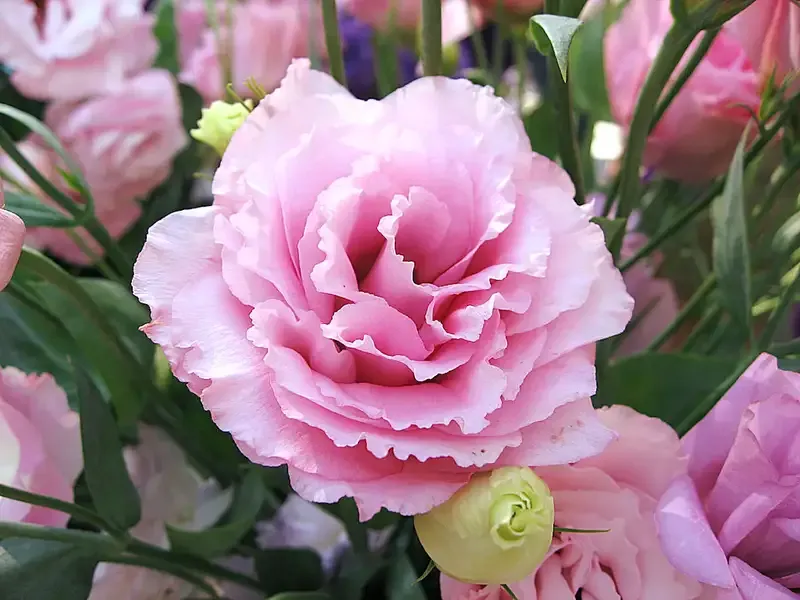 hoa Cát Tường 19