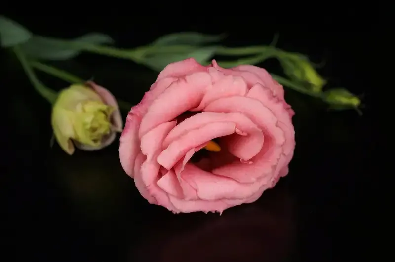hoa Cát Tường 20