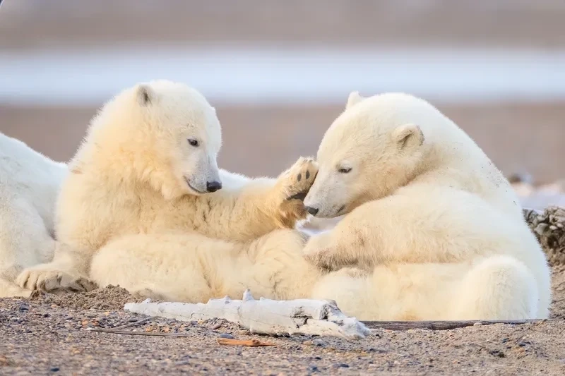 Hình nền We Bare Bears gấu trắng mang phong cách vui nhộn