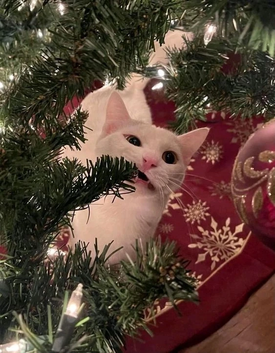 Hình nền giáng sinh cute tạo không gian ấm áp cho mùa lễ hội