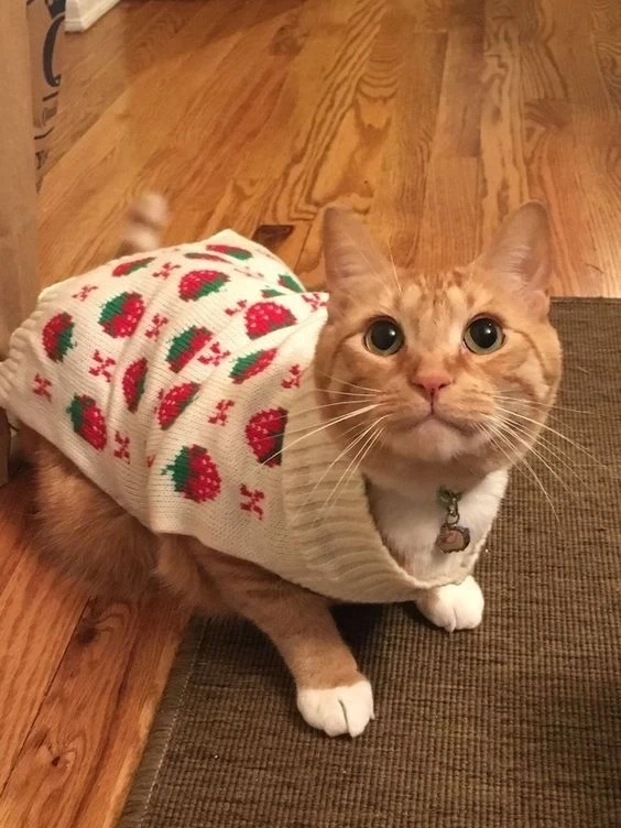 Hình nền cute noel là lựa chọn lý tưởng cho trang trí mùa giáng sinh