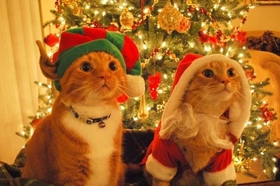 Hình nền máy tính giáng sinh cute mang lại không khí ấm áp