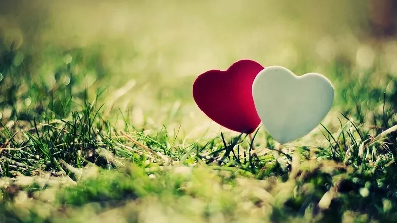 Tải hình nền hoa hồng trái tim mang lại không gian lãng mạn