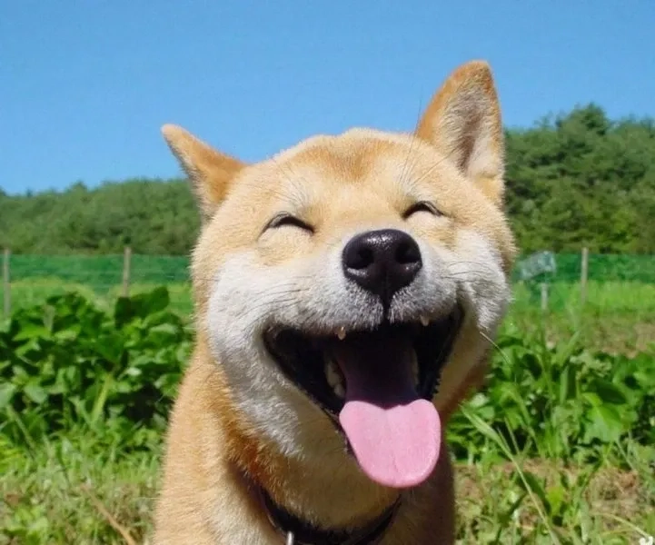 Cheem meme hài hước và thú vị với biểu cảm độc lạ của Cheems