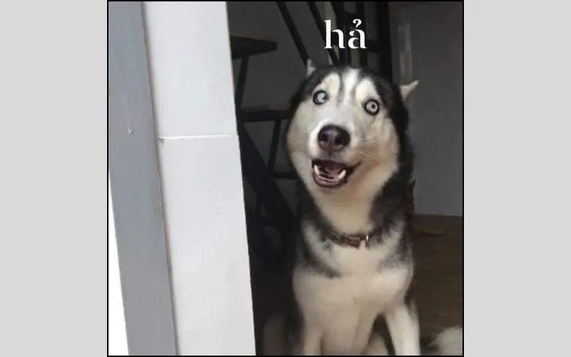 Meme Cheem dễ thương và thú vị tạo cảm giác vui nhộn mỗi ngày