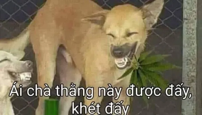 Meme Cheems khóc mang đến cảm giác hài hước và độc đáo thú vị