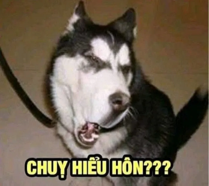 Meme Tet Cheems Tết với hình ảnh độc lạ và hài hước chào xuân