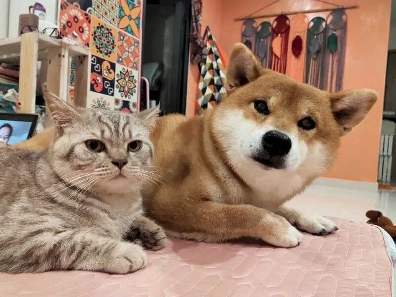 Ảnh meme Cheem Cheems hài hước và thú vị mang đến niềm vui