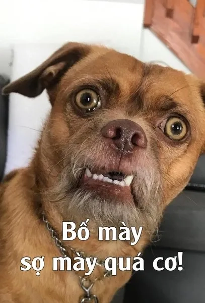 Ảnh meme Cheem độc đáo và sáng tạo mang lại cảm giác vui nhộn
