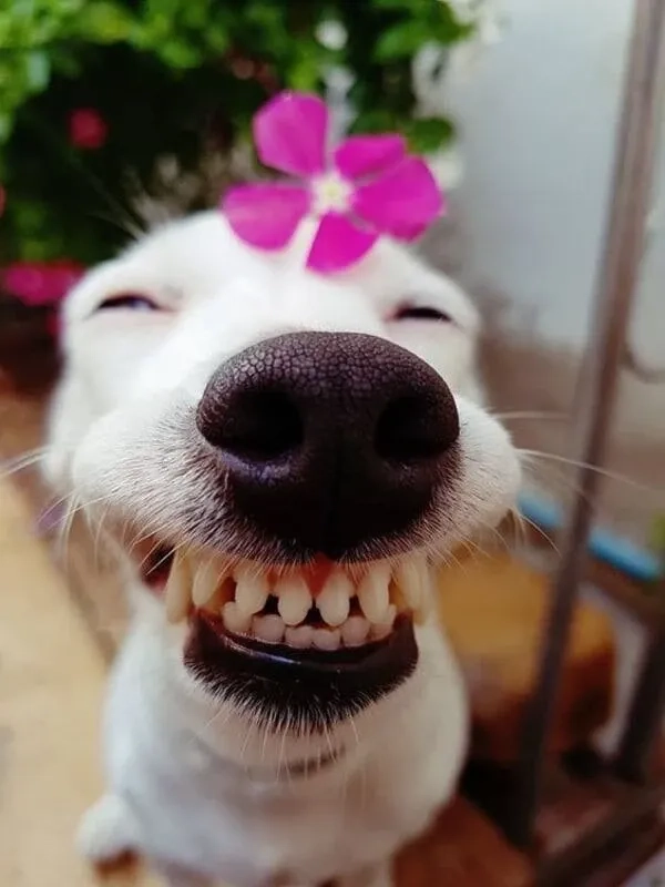 Shiba Cheems meme Vietnam đáng yêu và hài hước phù hợp mọi người
