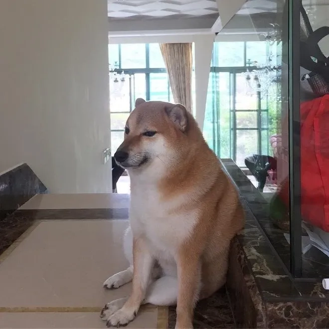 Cheems meme ảnh chó hài hước và đáng yêu phù hợp với mọi người