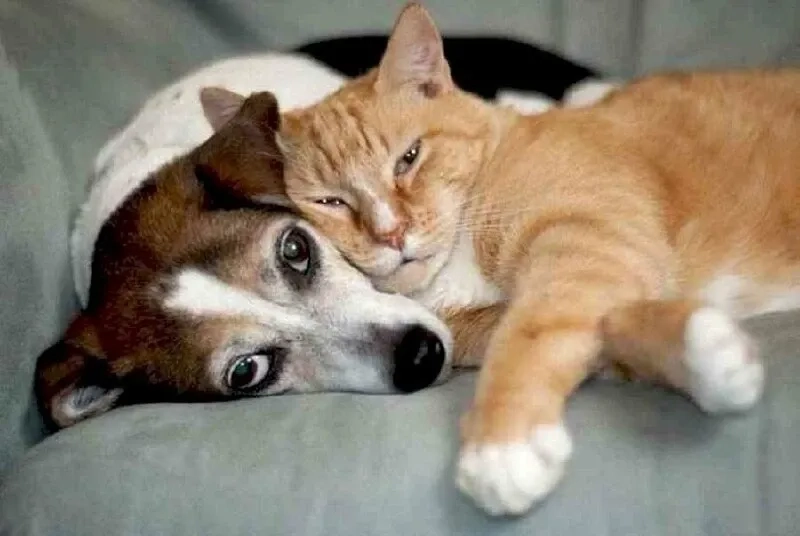 Meme hài Cheems độc lạ và sáng tạo phù hợp mọi hoàn cảnh
