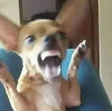 Cheems meme buồn với biểu cảm hài hước và đáng yêu không ngừng