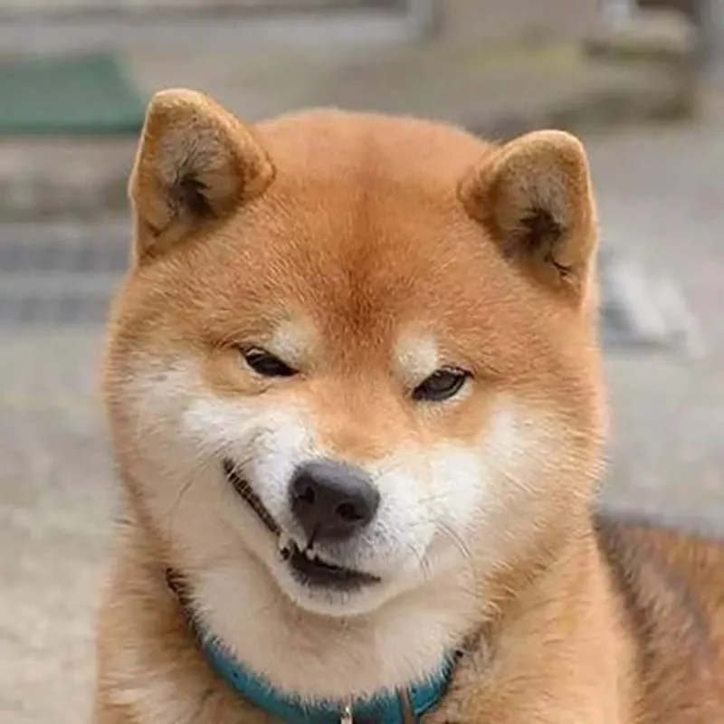 Cheems meme chó độc đáo và thú vị phù hợp mọi hoàn cảnh