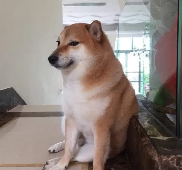 Cheems meme VN hài hước và độc đáo phù hợp với mọi hoàn cảnh