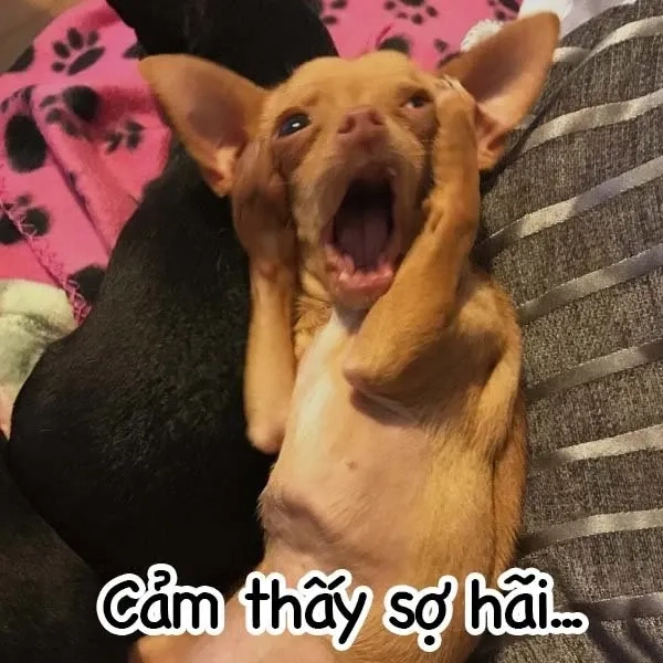 Meme Cheems chúc mừng sinh nhật độc lạ và thú vị dành cho bạn bè