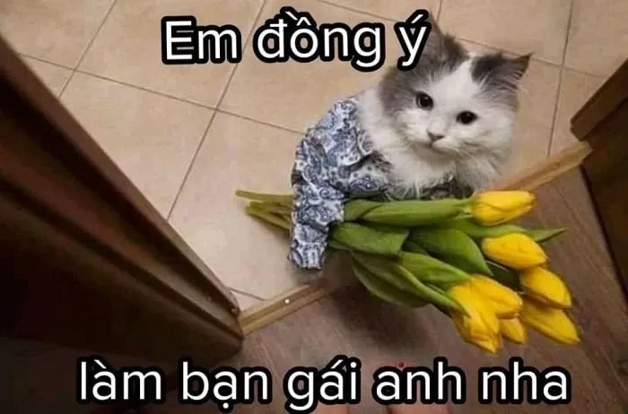 Hình ảnh meme cute dễ thương và hài hước dành cho mọi người