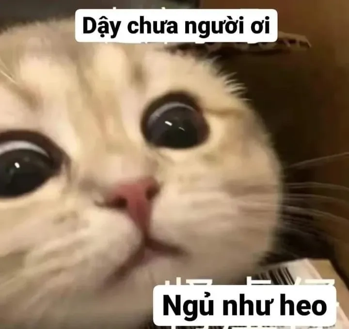 Cute meme với biểu cảm đáng yêu và hài hước phù hợp mọi tình huống