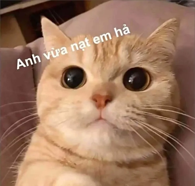 Hình meme cute độc đáo và thú vị mang đến cảm giác vui vẻ