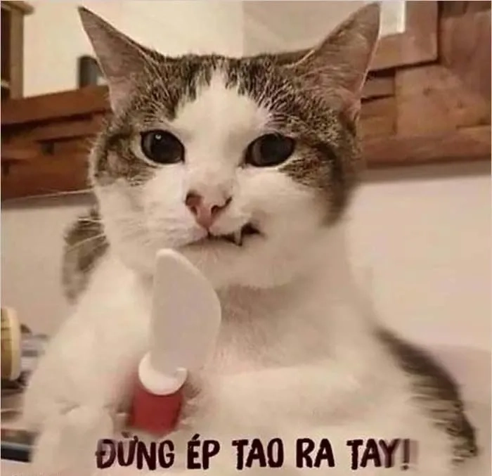 Meme giận dỗi cute hài hước và đáng yêu dành cho các fan yêu thích