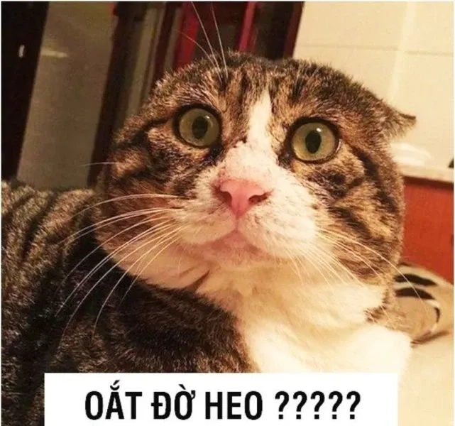 Cute cat meme dễ thương và hài hước với biểu cảm độc lạ