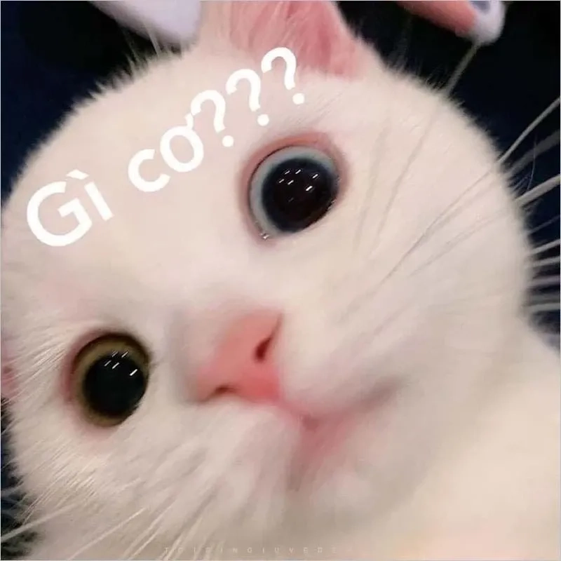 Meme ngủ ngon cute dành cho những lời chúc ngọt ngào và thú vị