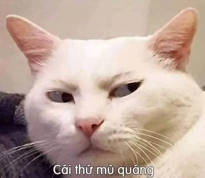 Meme chúc ngủ ngon cute với hình ảnh dễ thương và hài hước