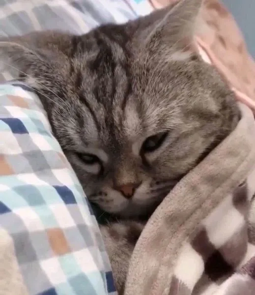 Khia ảnh meme cute hài hước và thú vị mang lại tiếng cười vui vẻ