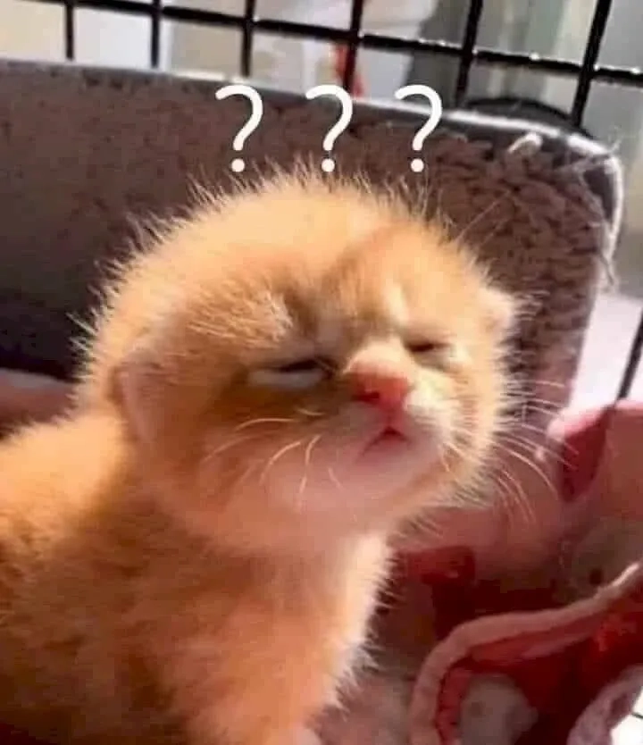 Meme ảnh hài hước cute với sự sáng tạo và thú vị không giới hạn