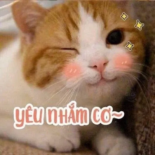Meme hài cute dễ thương và hài hước tạo cảm giác vui nhộn