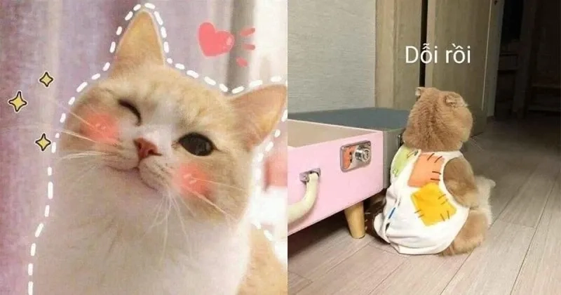 Người que cute ảnh meme hài độc đáo và sáng tạo phù hợp mọi người
