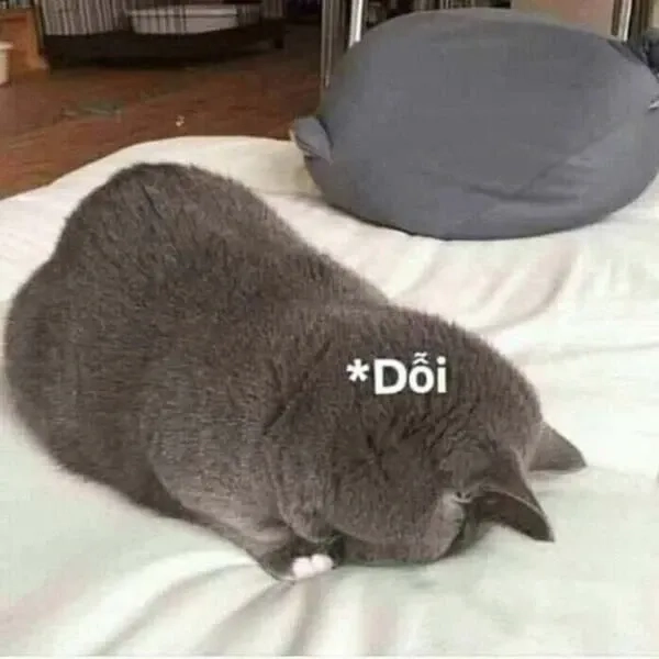 Meme cute, hài với biểu cảm đáng yêu và thú vị không ngừng
