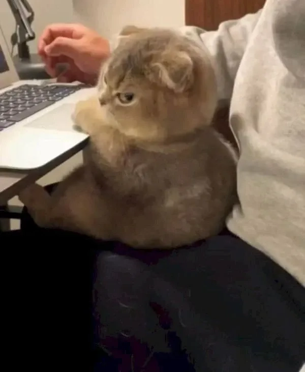Icon chế ảnh meme cute dễ thương và hài hước cho bạn sử dụng