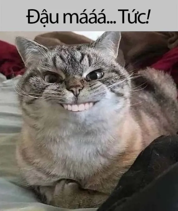 Meme cute hình icon dễ thương mang lại sự vui nhộn không ngừng