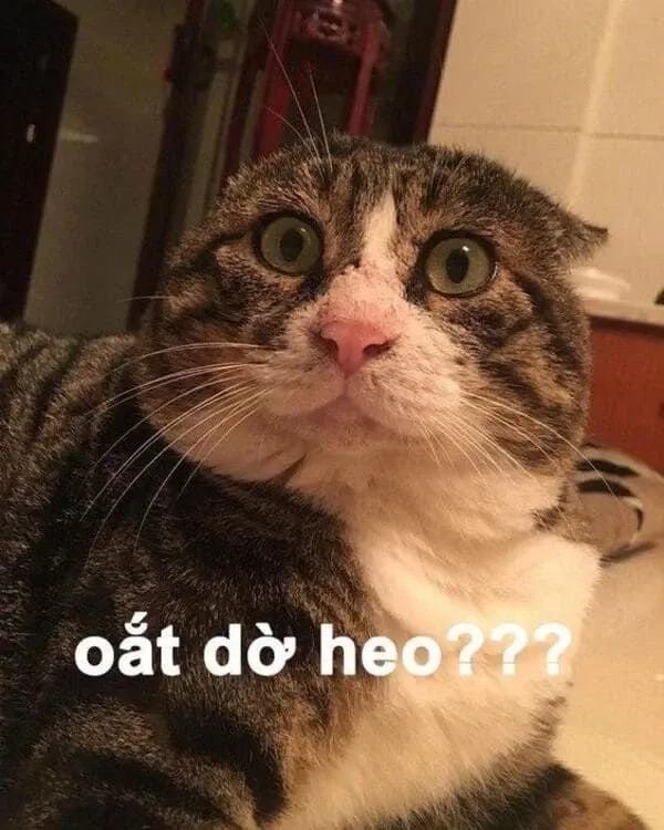 Dễ thương icon ảnh meme cute phù hợp mọi hoàn cảnh và tâm trạng
