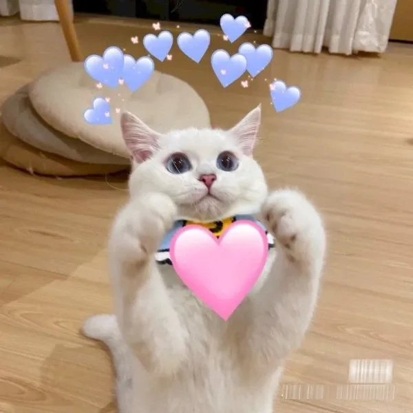 Icon hài hước ảnh meme cute sáng tạo và độc đáo cho bạn bè