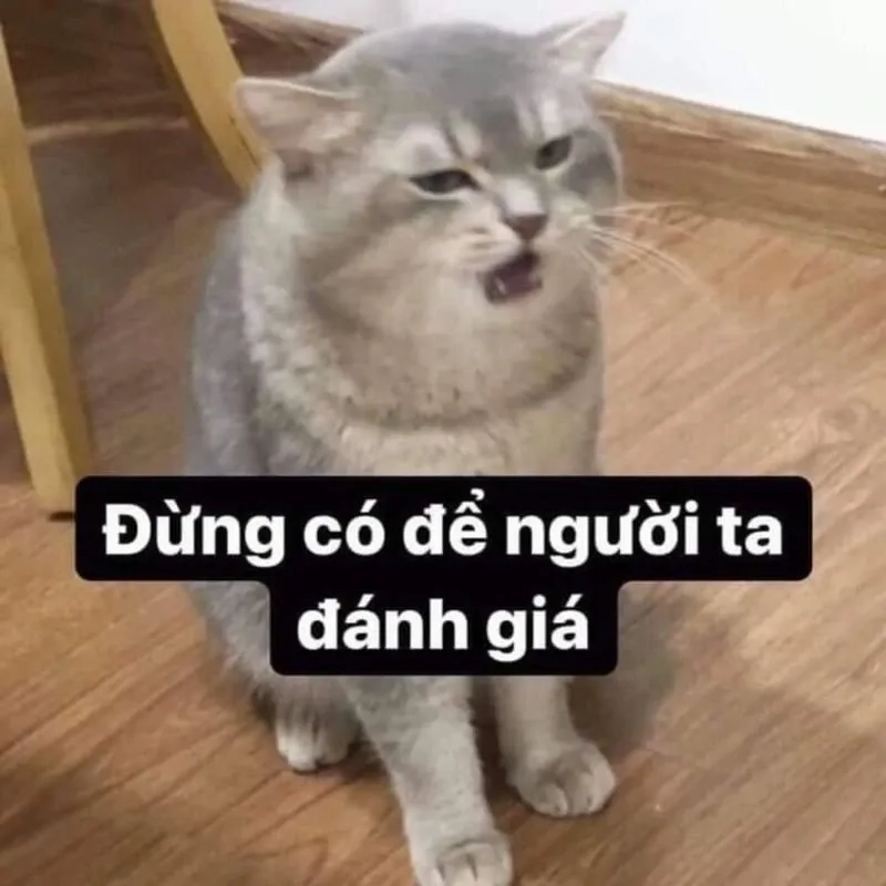 Meme mèo khóc cute dễ thương và hài hước phù hợp với mọi lứa tuổi