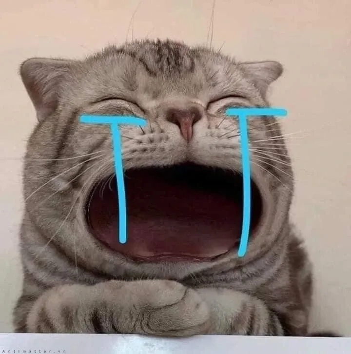 Mèo cute meme độc đáo và thú vị tạo cảm giác vui nhộn